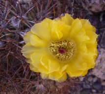 Image of <i>Acanthocalycium thionanthum</i>