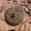 Image of <i>Acanthocalycium thionanthum</i>