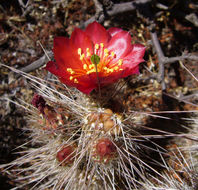 Image of Austrocylindropuntia shaferi (Britton & Rose) Backeb.