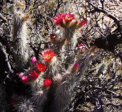 Image of Austrocylindropuntia shaferi (Britton & Rose) Backeb.