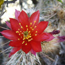 Austrocylindropuntia shaferi (Britton & Rose) Backeb.的圖片