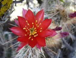 Image of Austrocylindropuntia shaferi (Britton & Rose) Backeb.