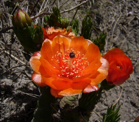 Image of Austrocylindropuntia verschaffeltii (Cels ex F. A. C. Weber) Backeb.