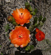 Image of Austrocylindropuntia verschaffeltii (Cels ex F. A. C. Weber) Backeb.