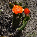 Austrocylindropuntia verschaffeltii (Cels ex F. A. C. Weber) Backeb.的圖片