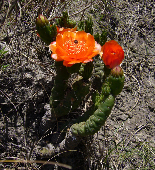 Image of Austrocylindropuntia verschaffeltii (Cels ex F. A. C. Weber) Backeb.