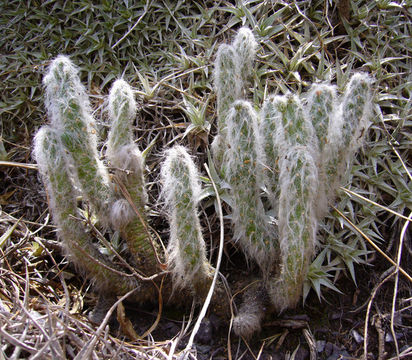 Image de Austrocylindropuntia vestita (Salm-Dyck) Backeb.