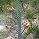 Image of Cereus aethiops Haw.