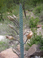 Image de Cereus aethiops Haw.