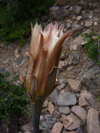 Image de Cereus aethiops Haw.