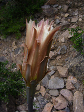 Image de Cereus aethiops Haw.