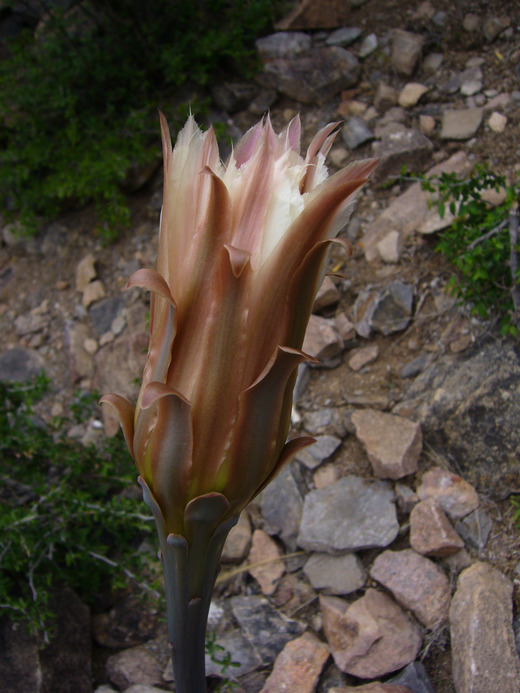 Image of Cereus aethiops Haw.