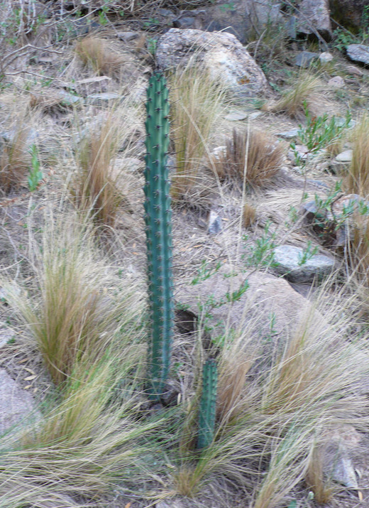 Image of Cereus aethiops Haw.