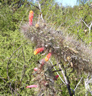 Image of Cleistocactus baumannii (Lem.) Lem.