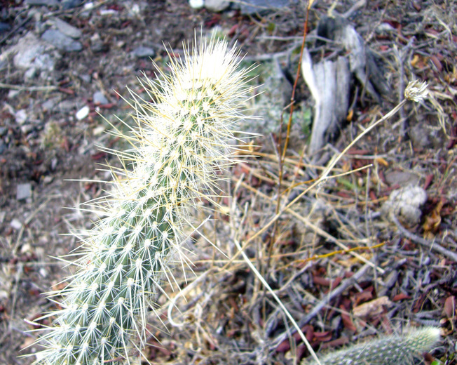 Image of Cleistocactus baumannii (Lem.) Lem.