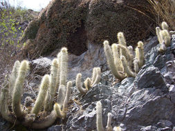 Imagem de Cleistocactus hyalacanthus (K. Schum.) Rol.-Goss.