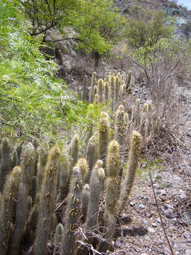 Image de Cleistocactus hyalacanthus (K. Schum.) Rol.-Goss.