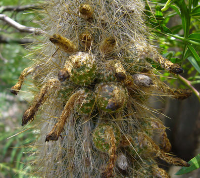 Image de Cleistocactus hyalacanthus (K. Schum.) Rol.-Goss.