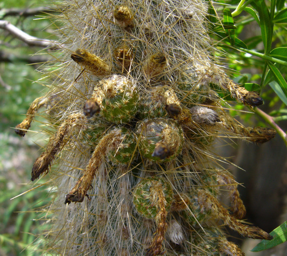 Imagem de Cleistocactus hyalacanthus (K. Schum.) Rol.-Goss.