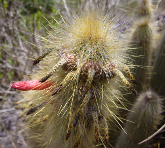 Imagem de Cleistocactus hyalacanthus (K. Schum.) Rol.-Goss.