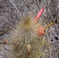 Imagem de Cleistocactus hyalacanthus (K. Schum.) Rol.-Goss.