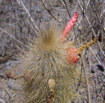 Image of Cleistocactus hyalacanthus (K. Schum.) Rol.-Goss.