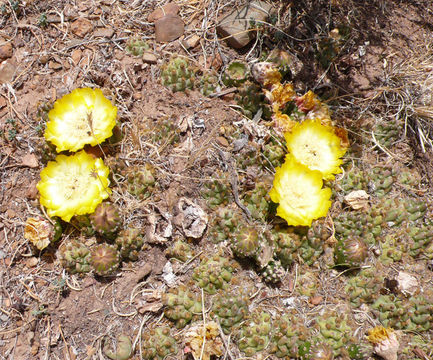 Image of <i>Cumulopuntia pentlandii</i>