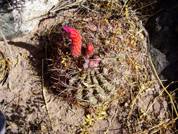 Image of Denmoza rhodacantha (Salm-Dyck) Britton & Rose