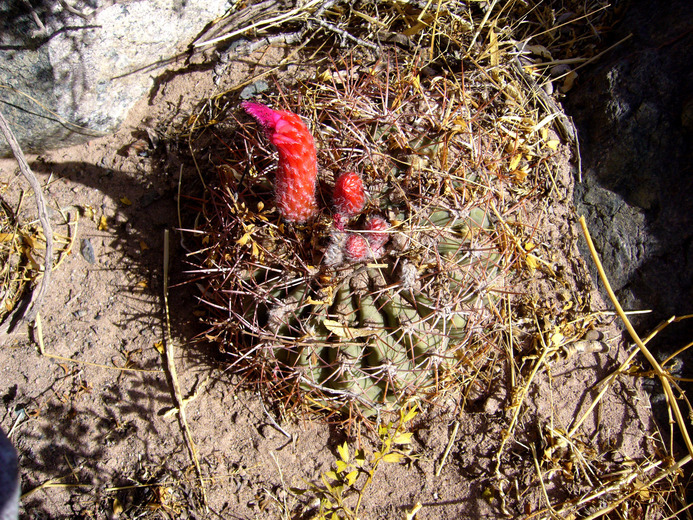 Image of Denmoza rhodacantha (Salm-Dyck) Britton & Rose