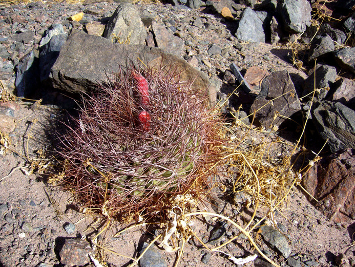 Image of Denmoza rhodacantha (Salm-Dyck) Britton & Rose