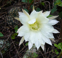 Image de Echinopsis ancistrophora Speg.