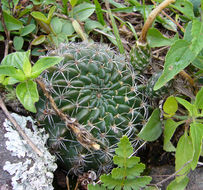 Image de Echinopsis ancistrophora Speg.