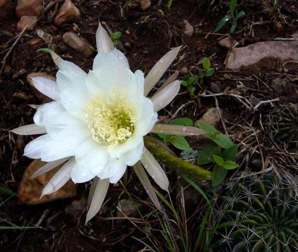 Image de Echinopsis ancistrophora Speg.