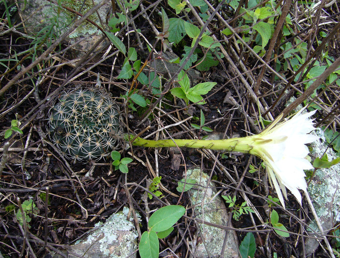 Image de Echinopsis ancistrophora Speg.