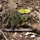 Image of Echinopsis ancistrophora Speg.