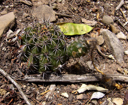 Image de Echinopsis ancistrophora Speg.