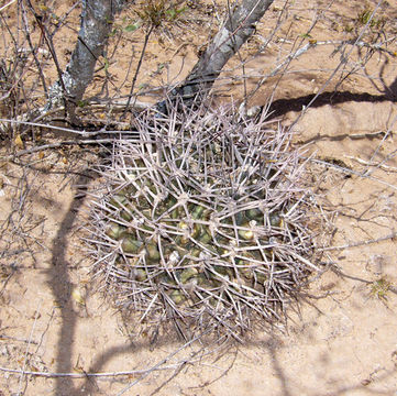 Echinopsis leucantha (Gillies ex Salm-Dyck) Walp. resmi