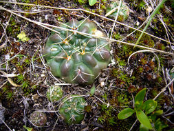 Plancia ëd Gymnocalycium andreae (Boed.) Backeb.