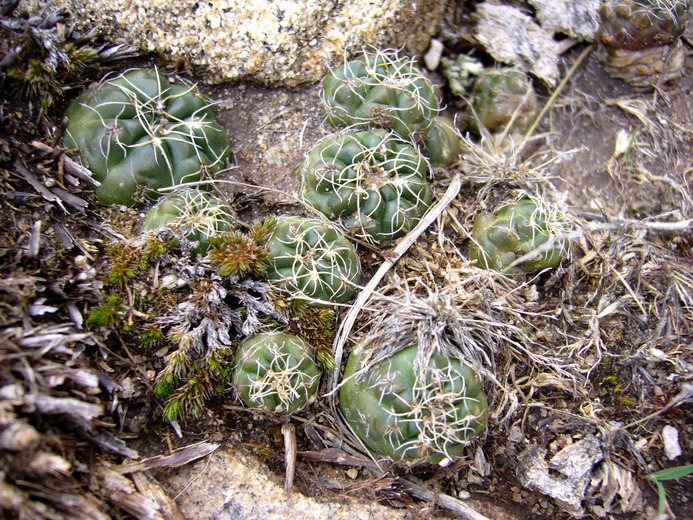 Image of Gymnocalycium andreae (Boed.) Backeb.