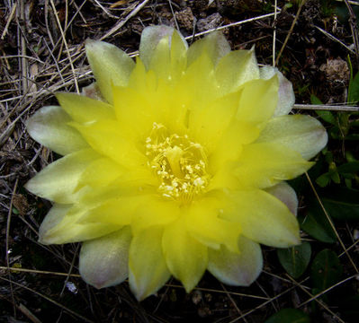 Image of Gymnocalycium andreae (Boed.) Backeb.