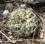 Plancia ëd Gymnocalycium calochlorum (Boed.) Y. Itô