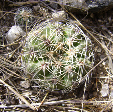 Image of Gymnocalycium calochlorum (Boed.) Y. Itô