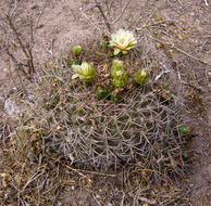 Plancia ëd <i>Gymnocalycium hybopleurum</i>