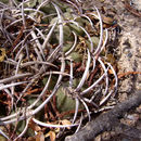 Image of <i>Gymnocalycium hybopleurum</i>