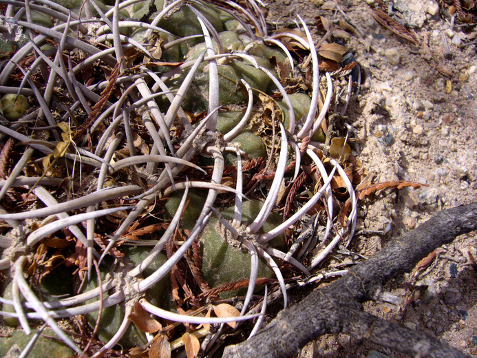 Plancia ëd <i>Gymnocalycium hybopleurum</i>