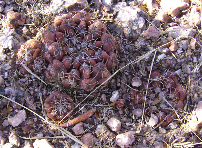 Plancia ëd Gymnocalycium kieslingii O. Ferrari