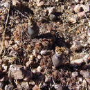 Image of Gymnocalycium kieslingii O. Ferrari