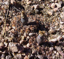 Plancia ëd Gymnocalycium kieslingii O. Ferrari