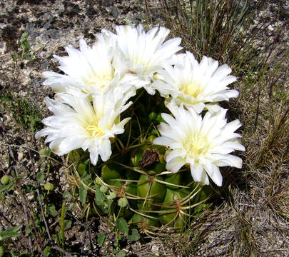 Plancia ëd Gymnocalycium monvillei (Lem.) Pfeiff. ex Britton & Rose