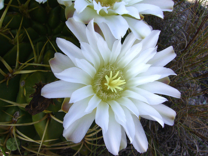 Image of Gymnocalycium monvillei (Lem.) Pfeiff. ex Britton & Rose